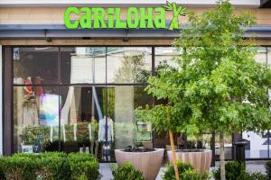 Cariloha-Domain-20
